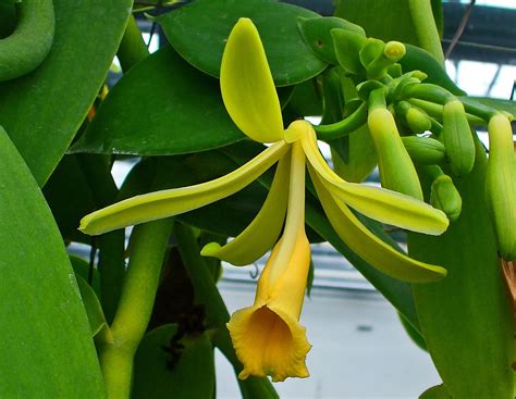 vanilla planifolia.